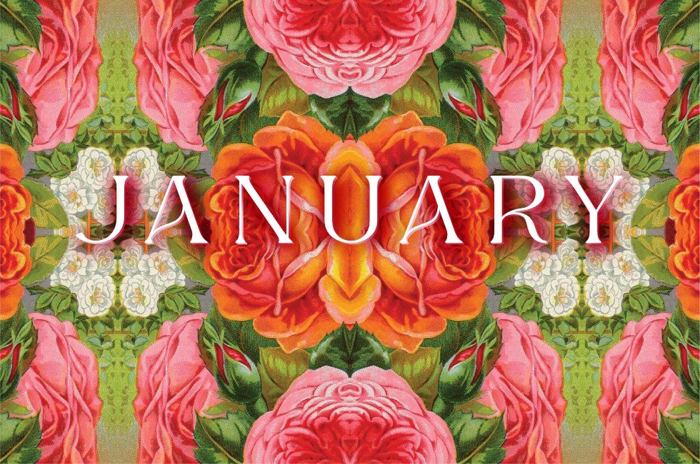 2025 DIARY for the wild at heart - January full flower.
